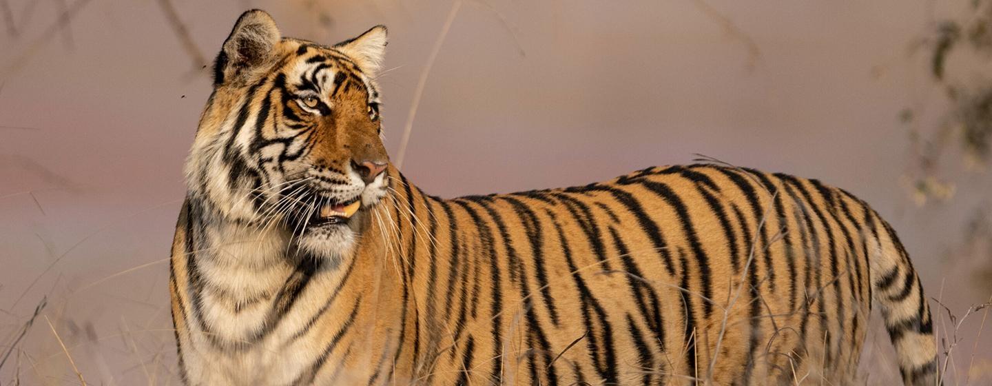 Nature, Legendary Tigers of India