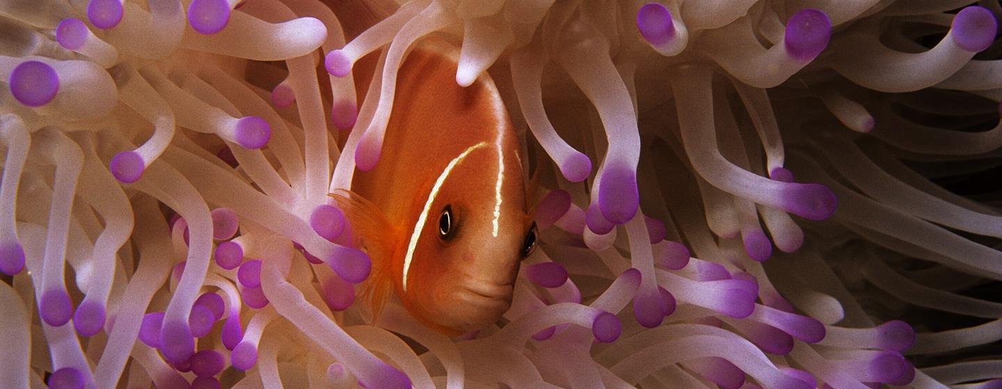 Pink anemonefish, Amphiprion perideraion, hiding in its own anemone. Indonesia. Credit: © Howard Hall