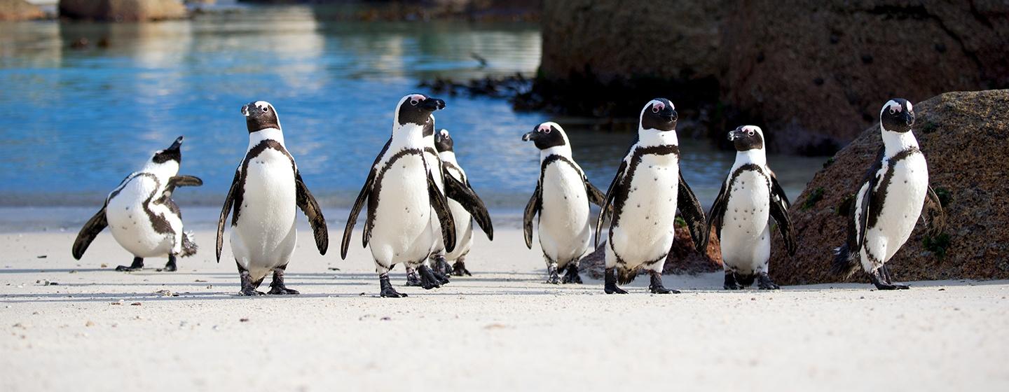 Nature, Penguins: Meet the Family