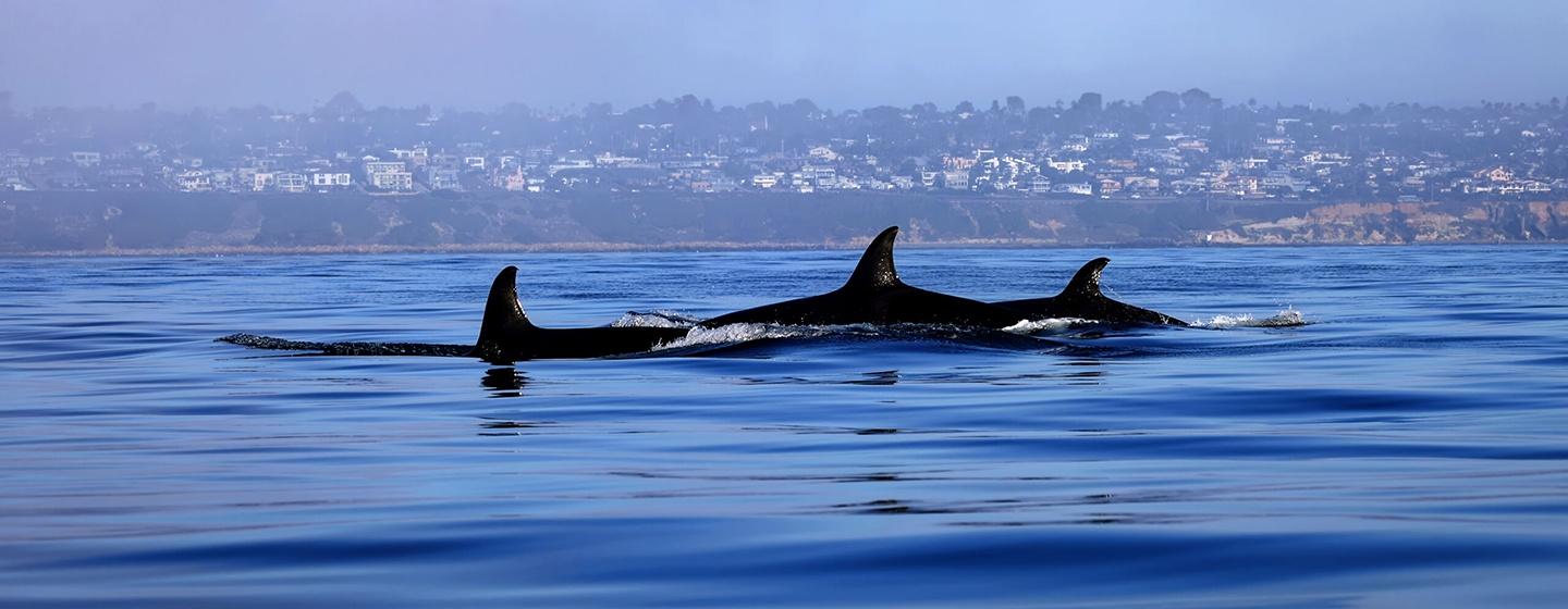 Nature, San Diego: America’s Wildest City