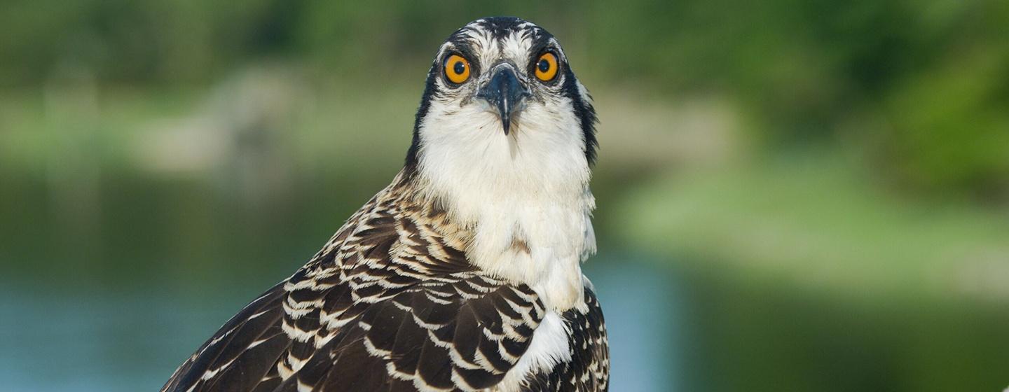 Nature, Season of the Osprey