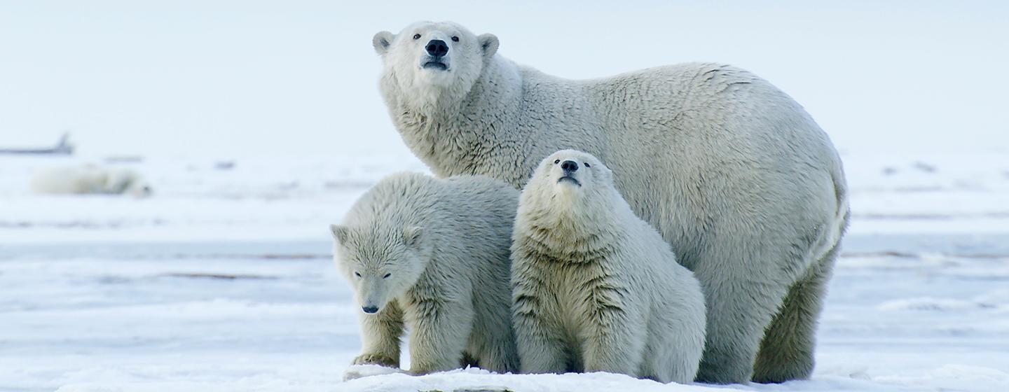 Polar Bears