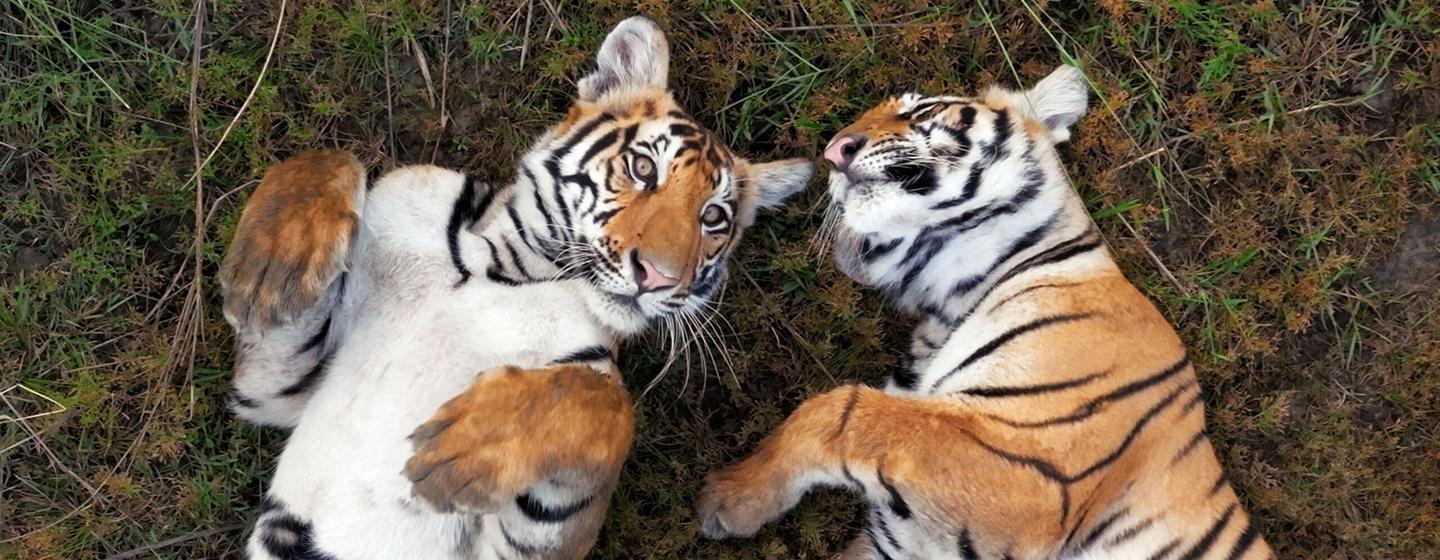 Nature, Tiger Island