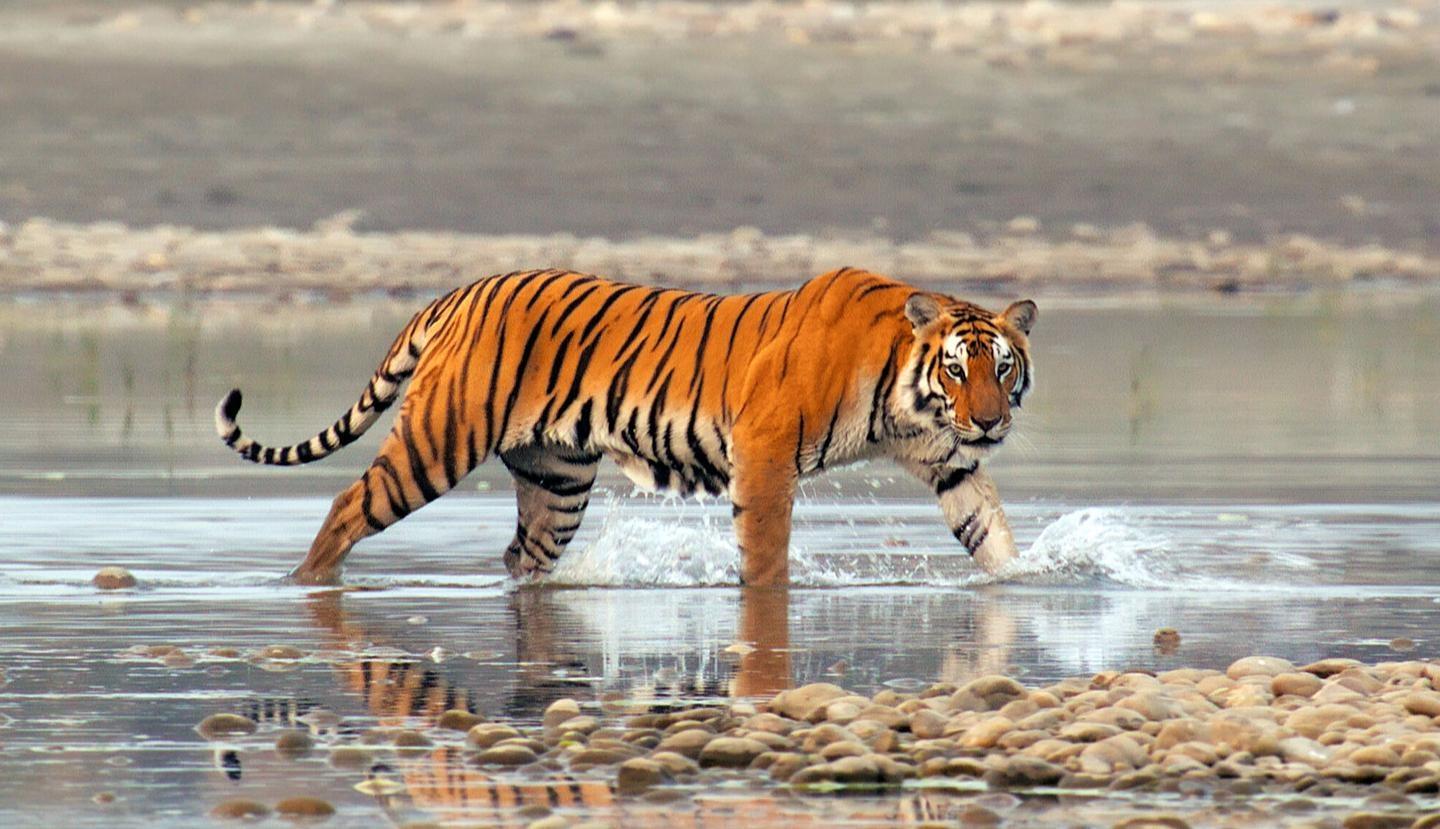 Nature, Tiger Island