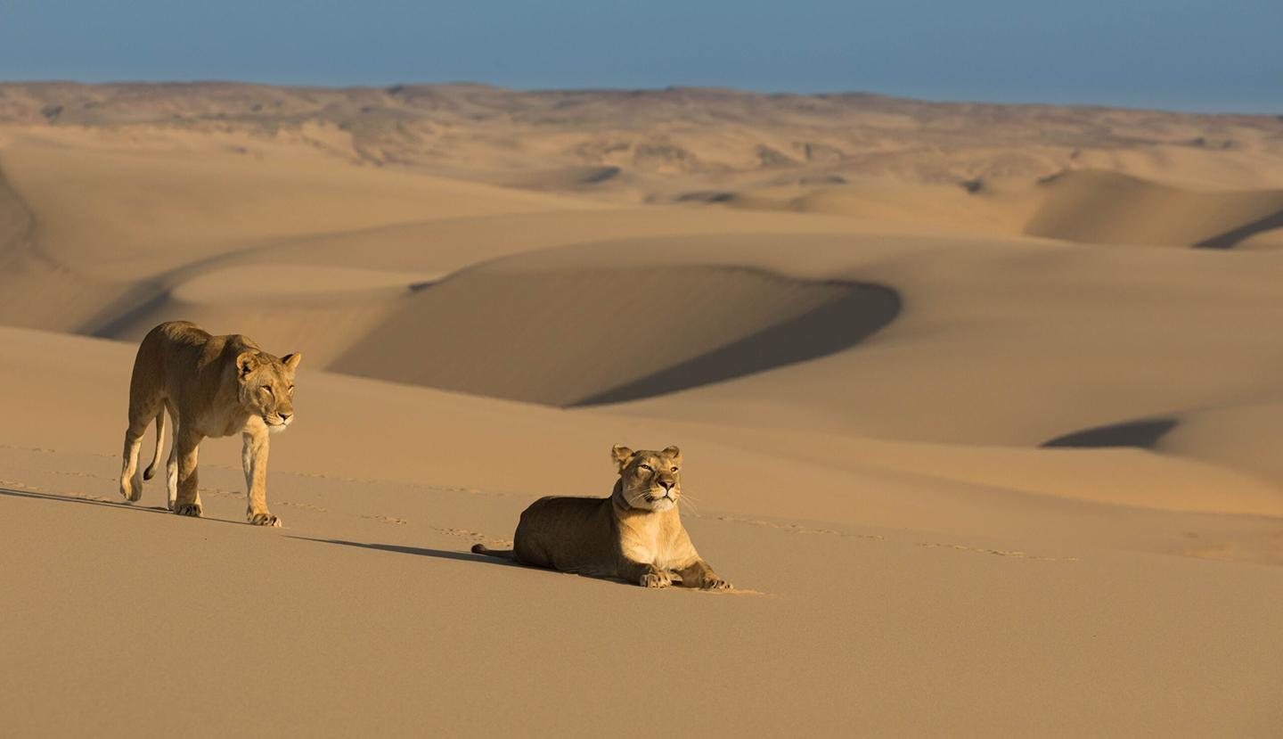 Nature, Lions of the Skeleton Coast