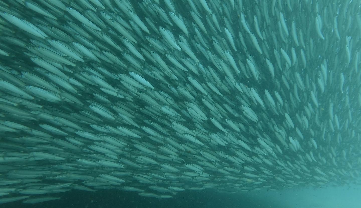 Nature, The Ocean’s Greatest Feast