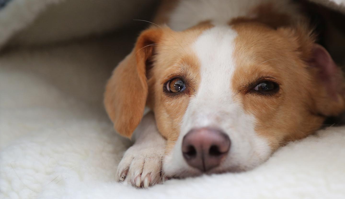 Nova, Can Dogs Talk?