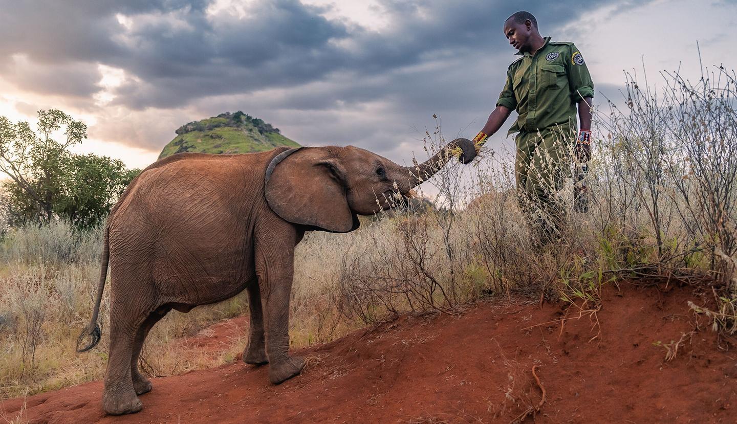 Nature, Becoming Elephant: The Orphans of Reteti