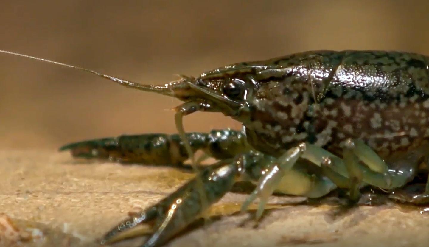 Great Lakes Now, Warming Waters and Mutant Crayfish