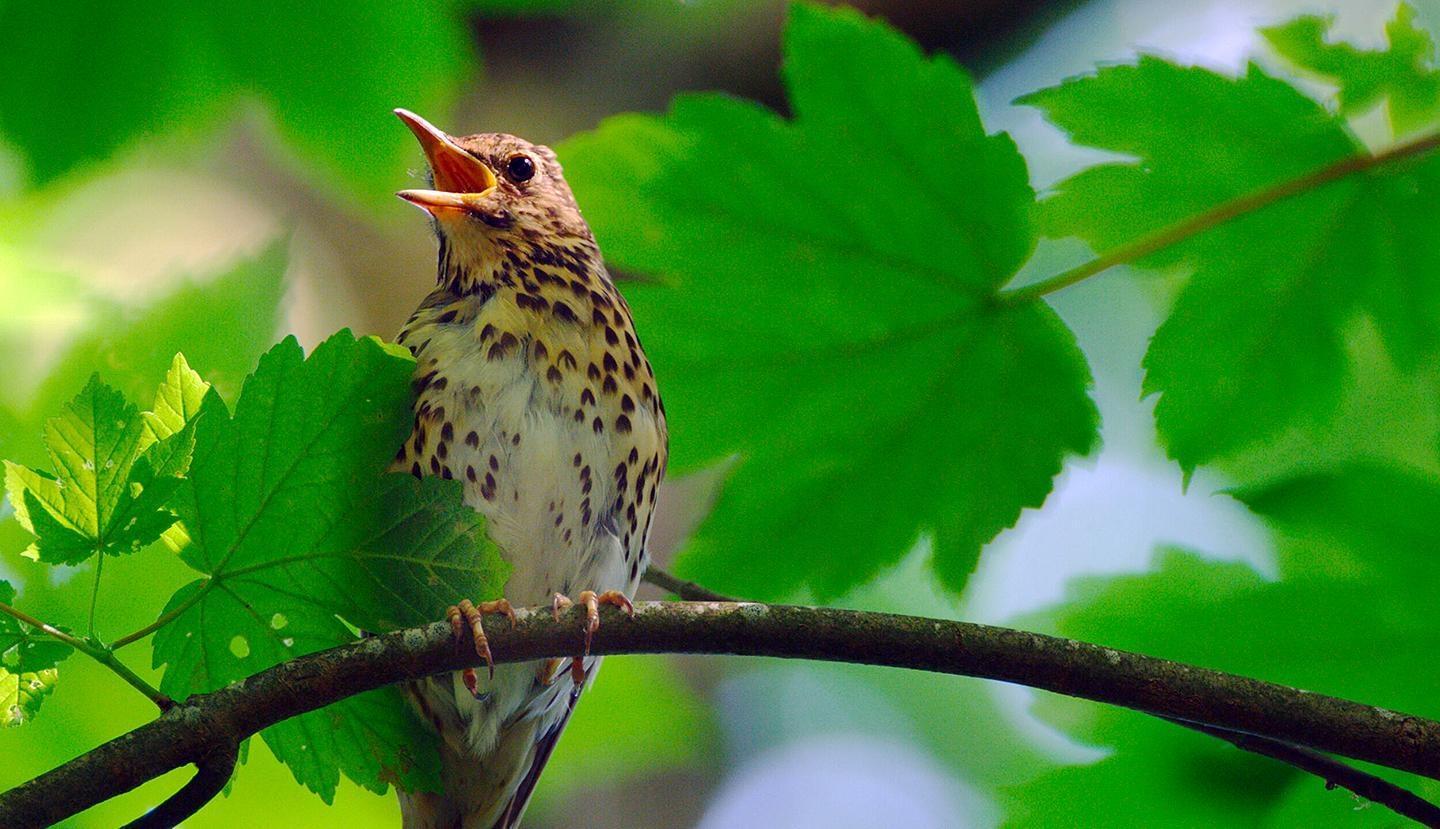 Nature, Attenborough’s Wonder of Song