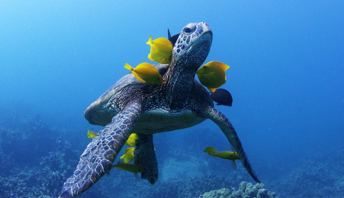Turtle being cleaned by surgeonfish. Credit: © Howard Hall
