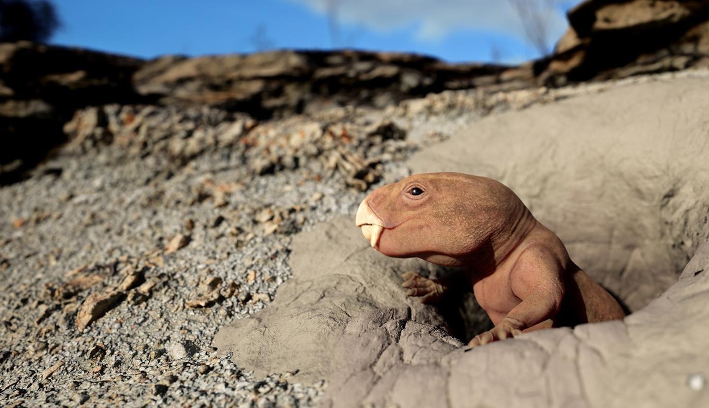 Nova, Mammal Origins