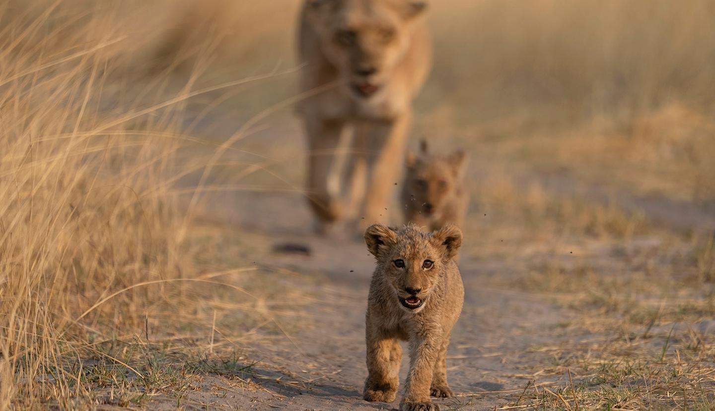 Big Cats 24/7
