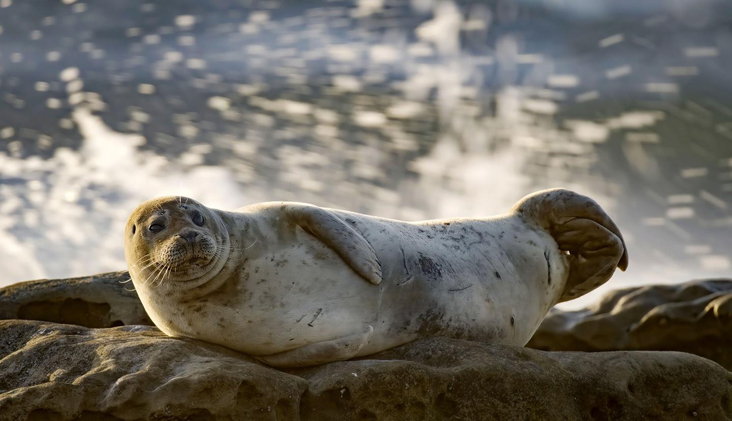 Nature, San Diego: America’s Wildest City