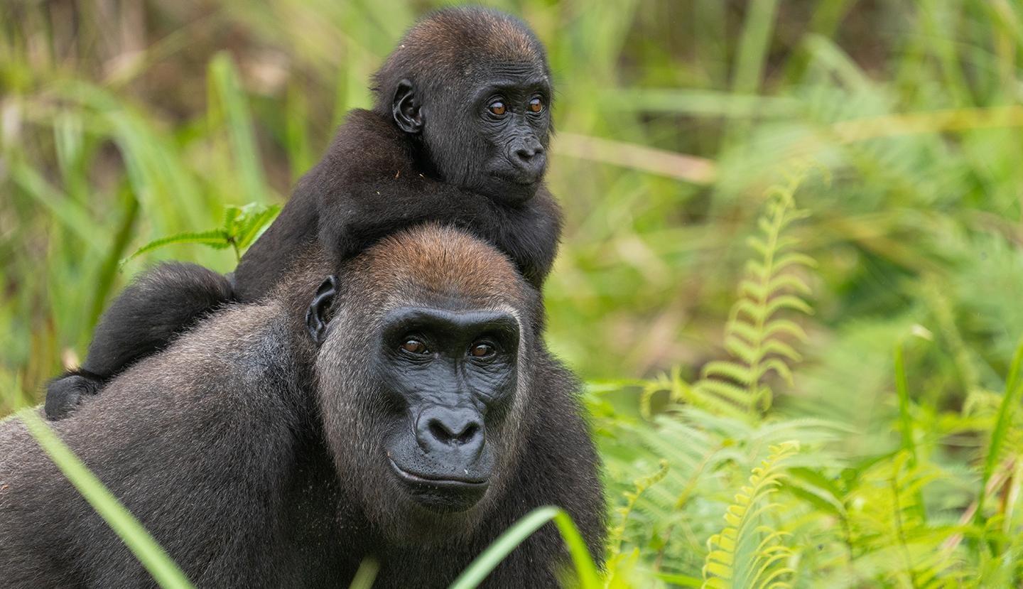 Nature, Parenthood: The Greatest Adventure