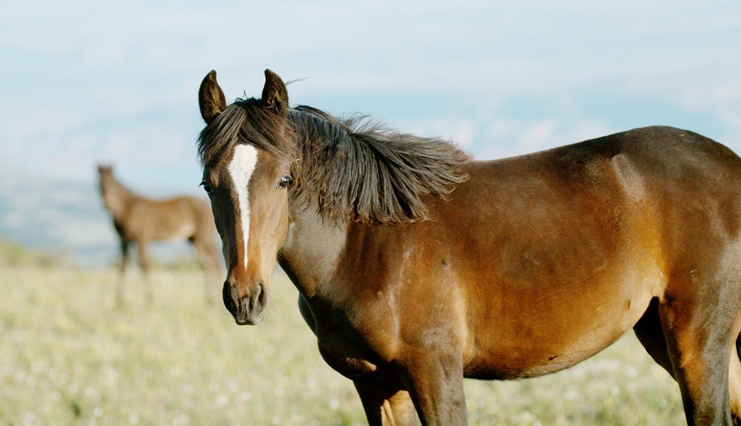 Nature, American Horses