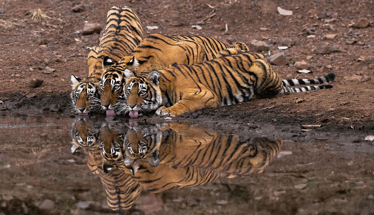 Nature, Legendary Tigers of India