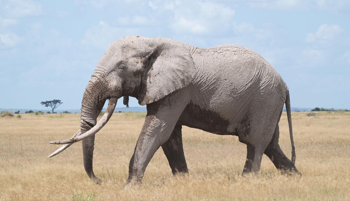 Nature, Tusker: Brotherhood of Elephants