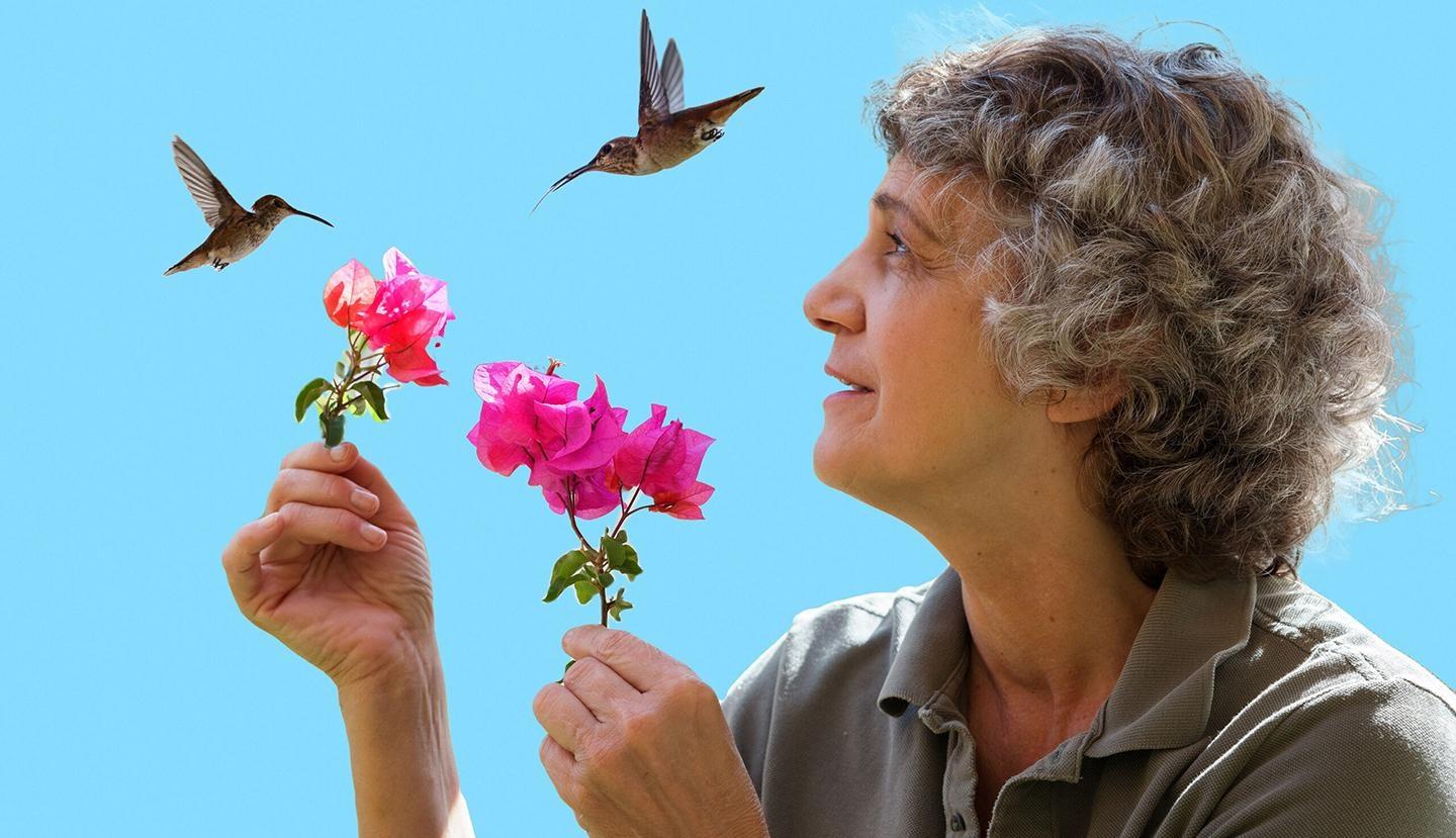 Nature, Hummingbirds of Hollywood