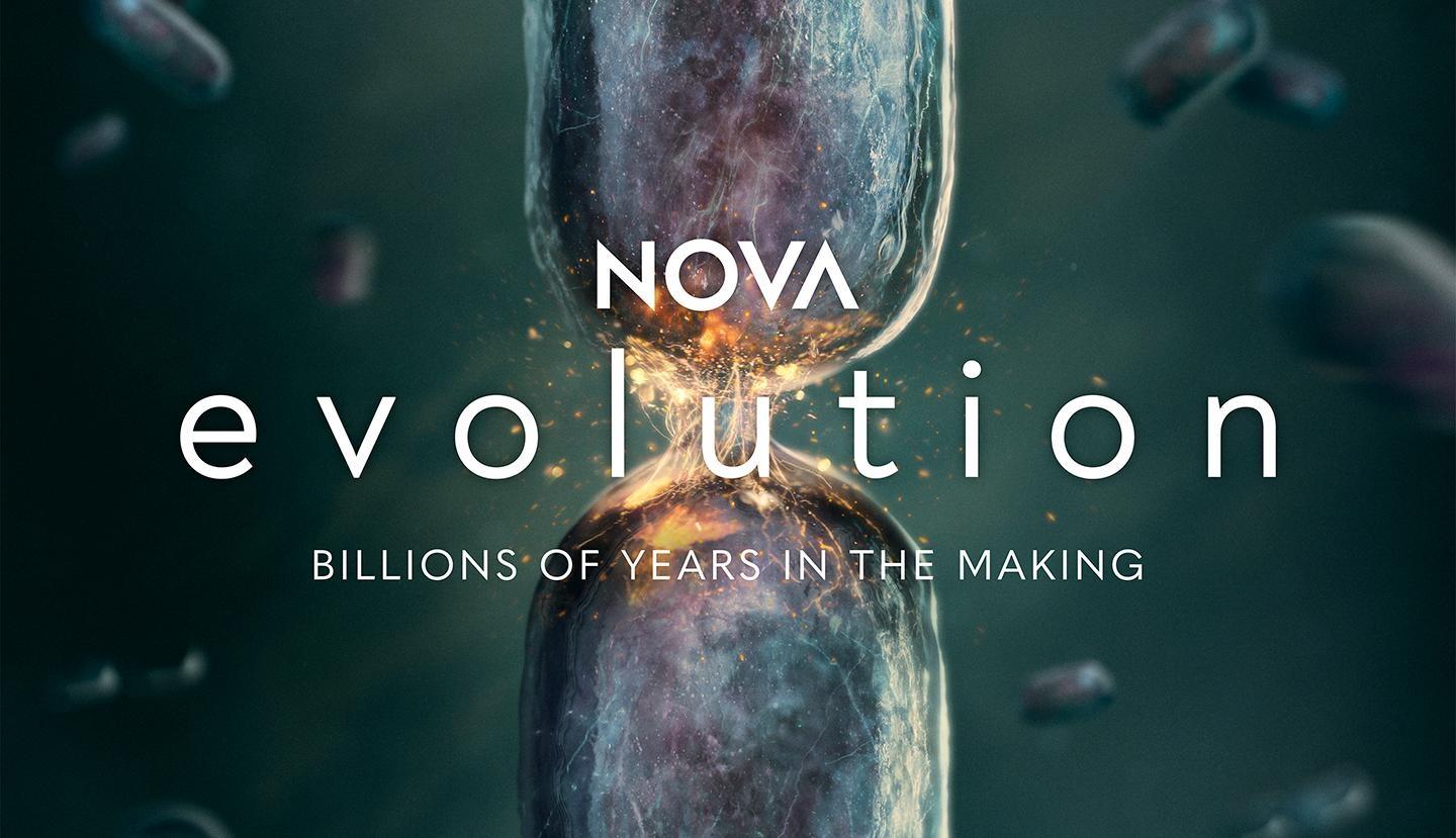 Nova, Evolution