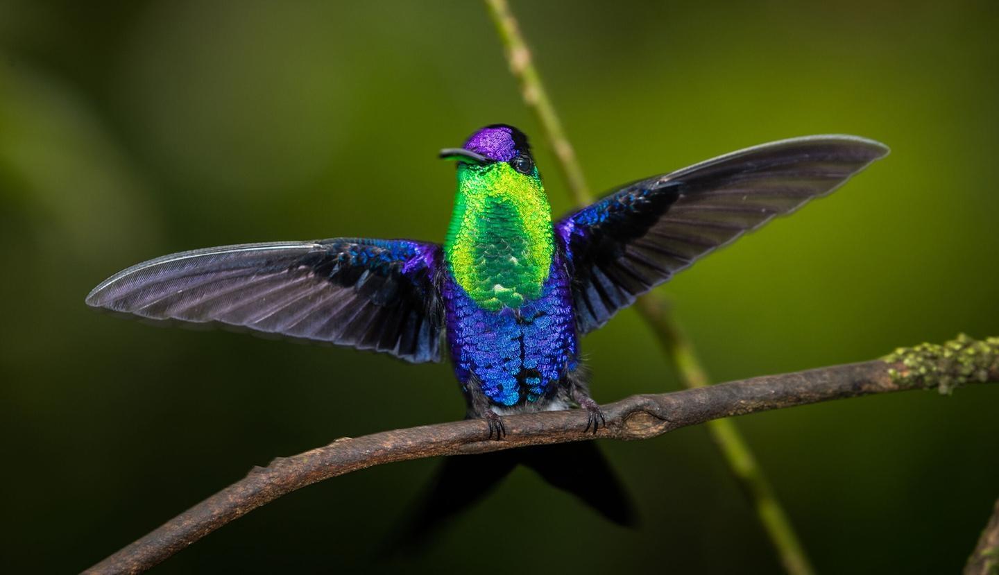 Nature, The Hummingbird Effect
