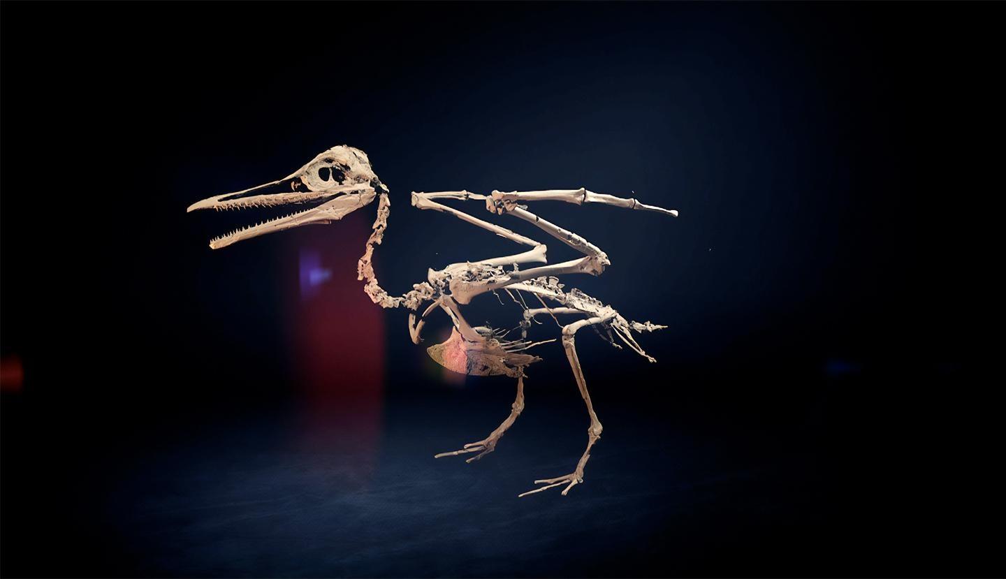 Nova, Dino Birds