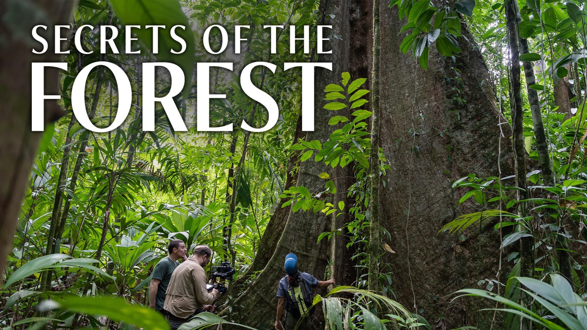 Nova, Secrets of the Forest