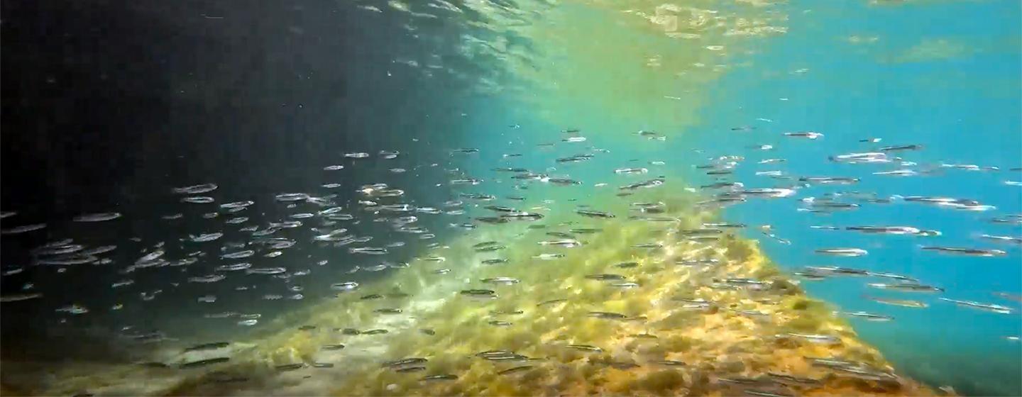 Great Lakes Now, Deep Dives and Rising Waters