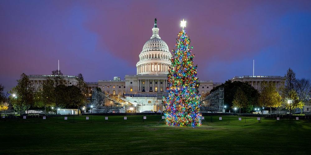 America’s Forests: U.S. Capitol Christmas Tree 