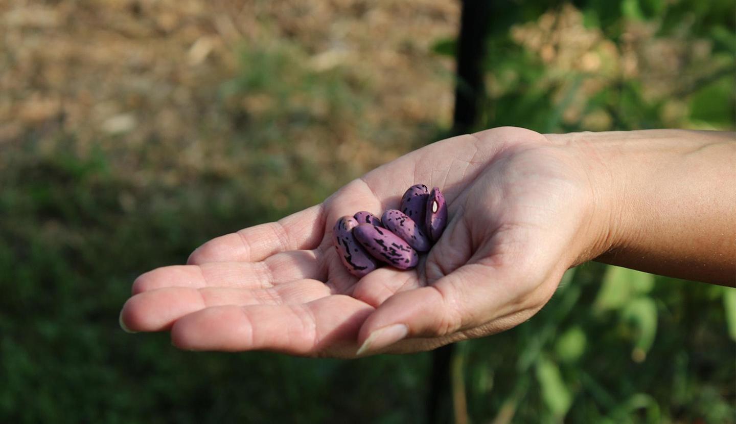 Kanenon: We – Original Seeds