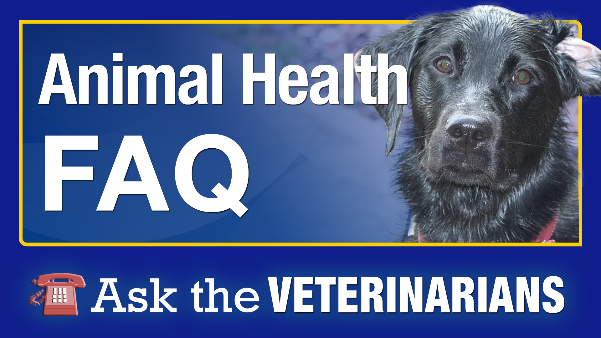 Animal Health FAQ - Ask the Veterinarians