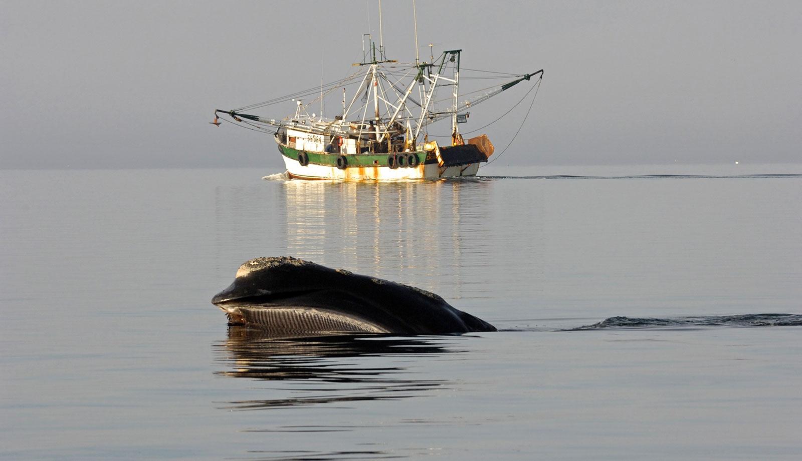 Sea Change "Survival in the Gulf of Maine"