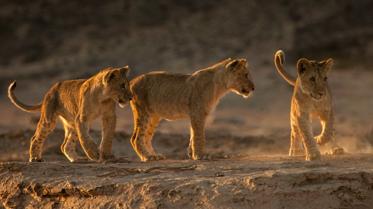 Nature "Lions of the Skeleton Coast"