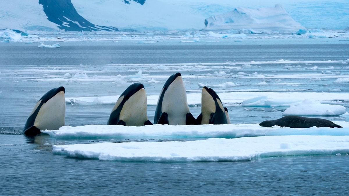 Expedition Killer Whale