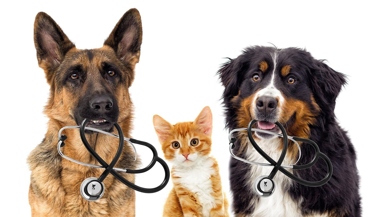 Veterinarians join host Mike Settles to answer viewers' animal and pet questions.