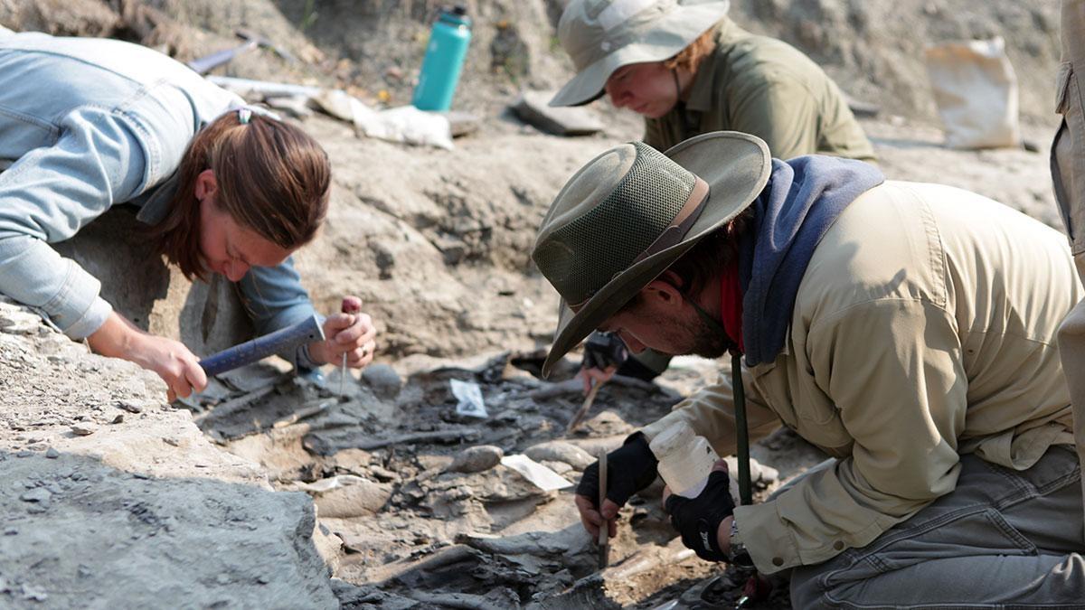 A young Albertosaurus, a relative of T. rex, earns her place in a fierce hunting pack.