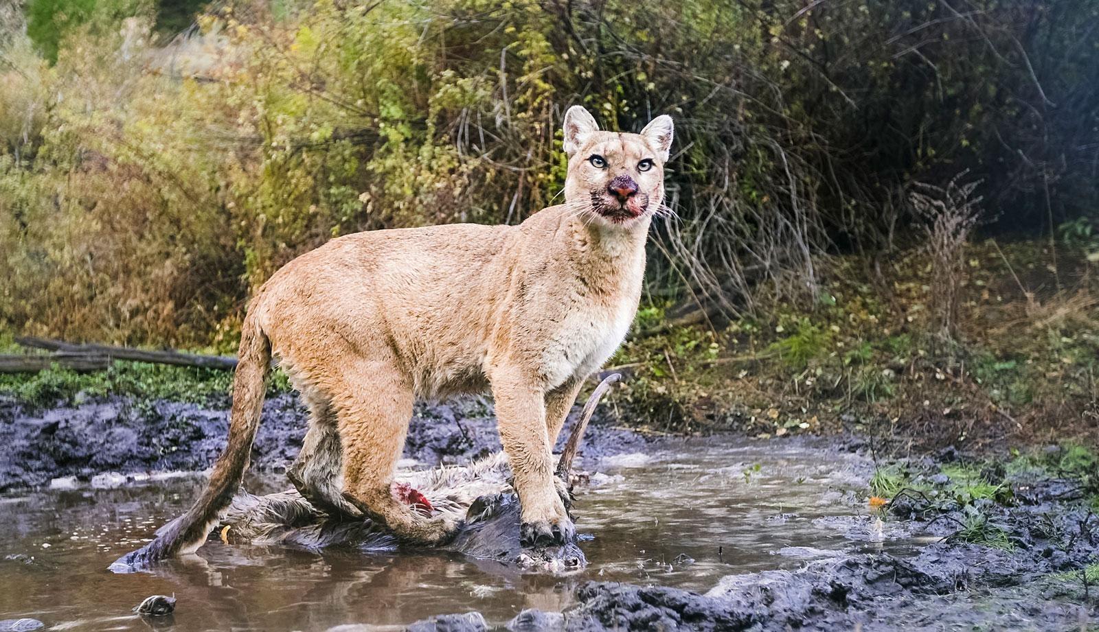 Discover the intricate relationships between mountain lions in Montana.