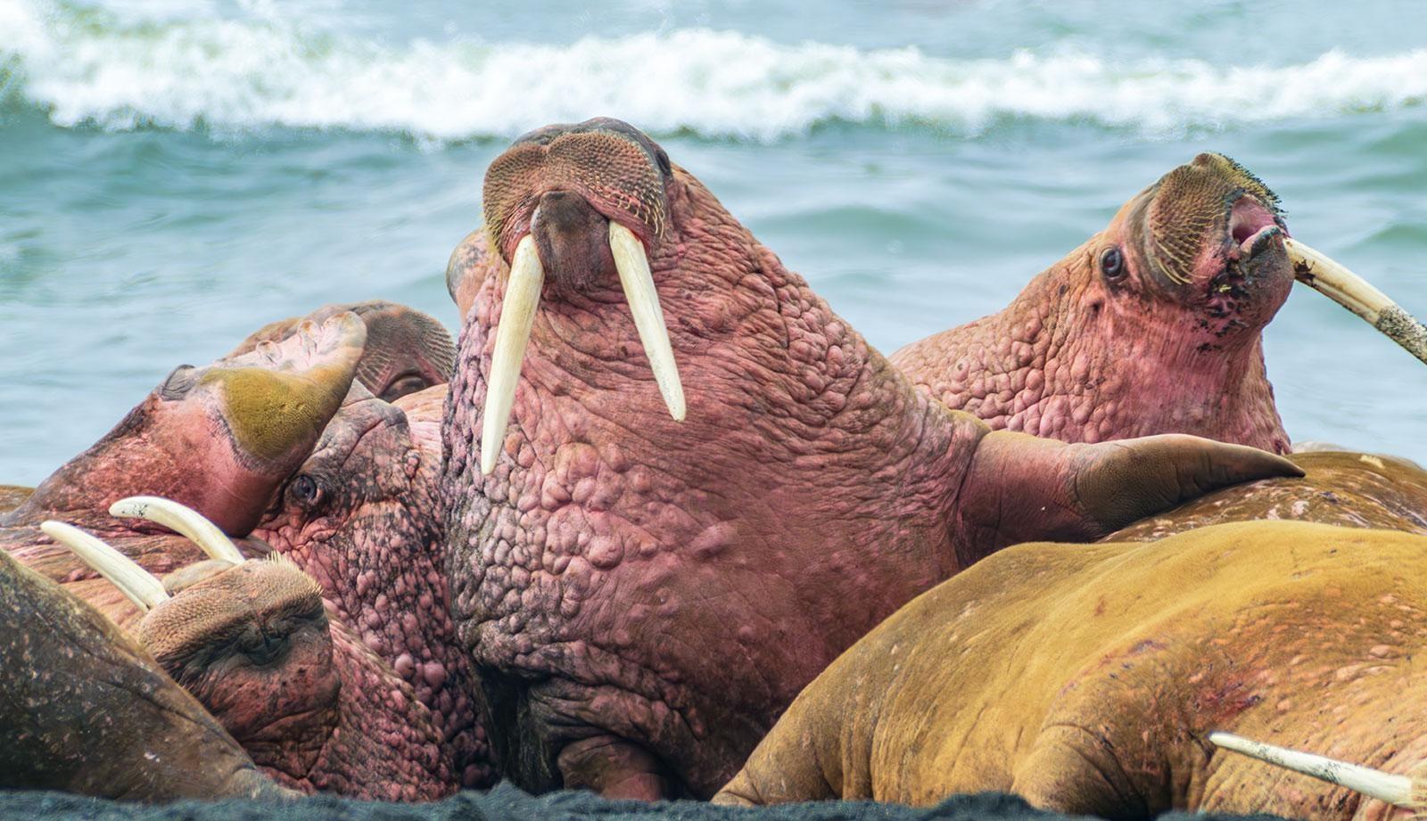 Explore the walrus' evolutionary past and their ability to thrive through the ages.