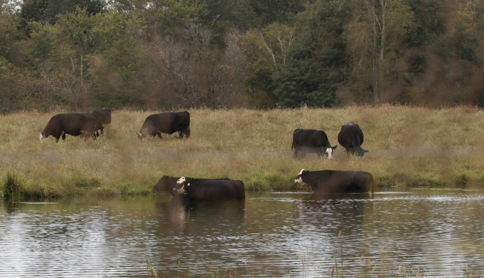 How carpet mills contaminated Southern communities with forever chemicals, known as PFAS.