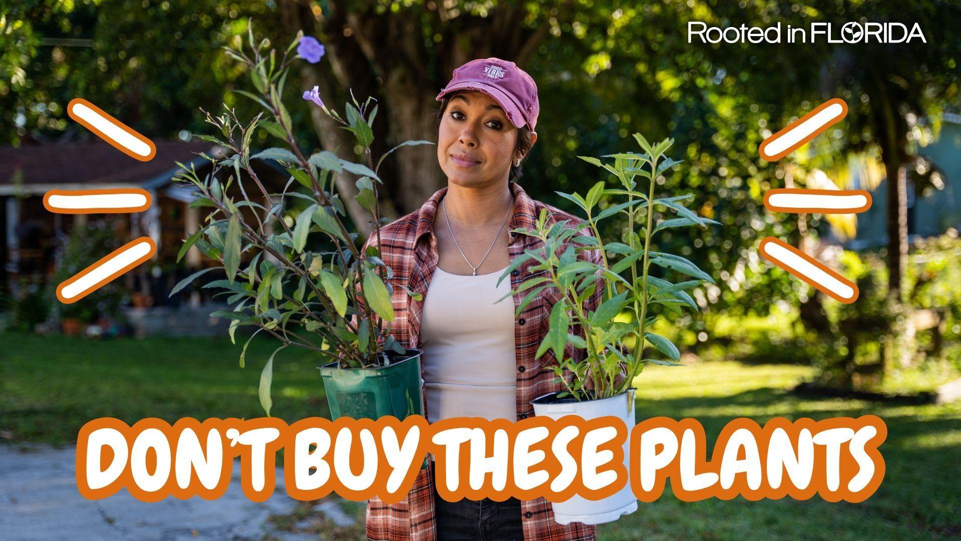 Invasive Plants in Florida YOU Should Know About