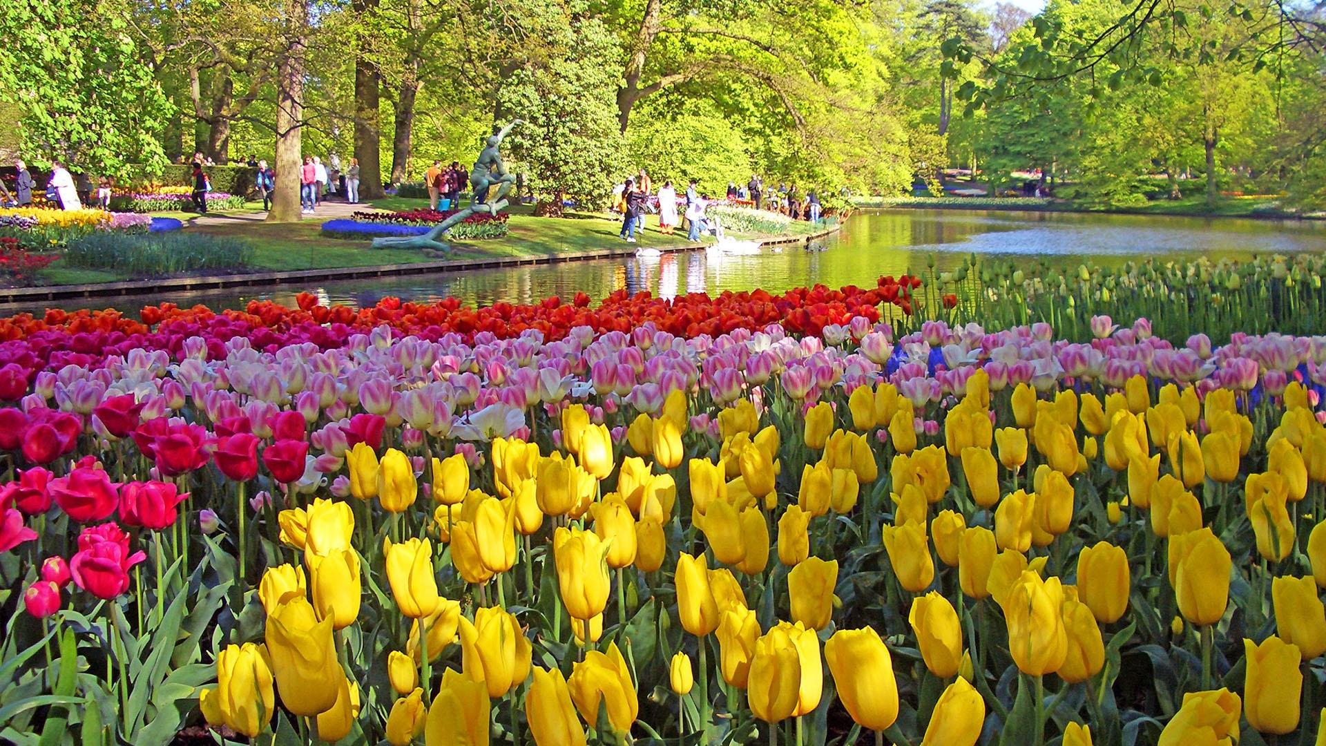 Tulip Gardens