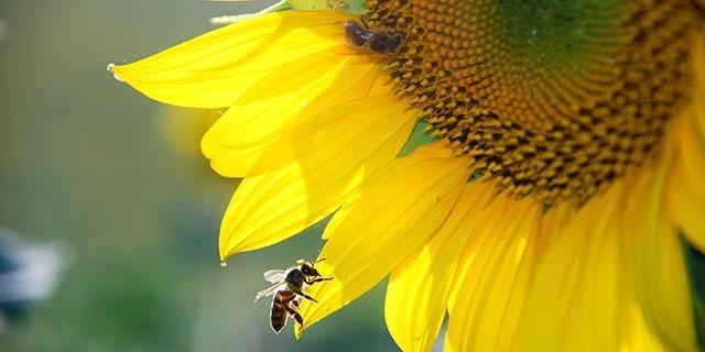 Nature AM Silence of the Bees