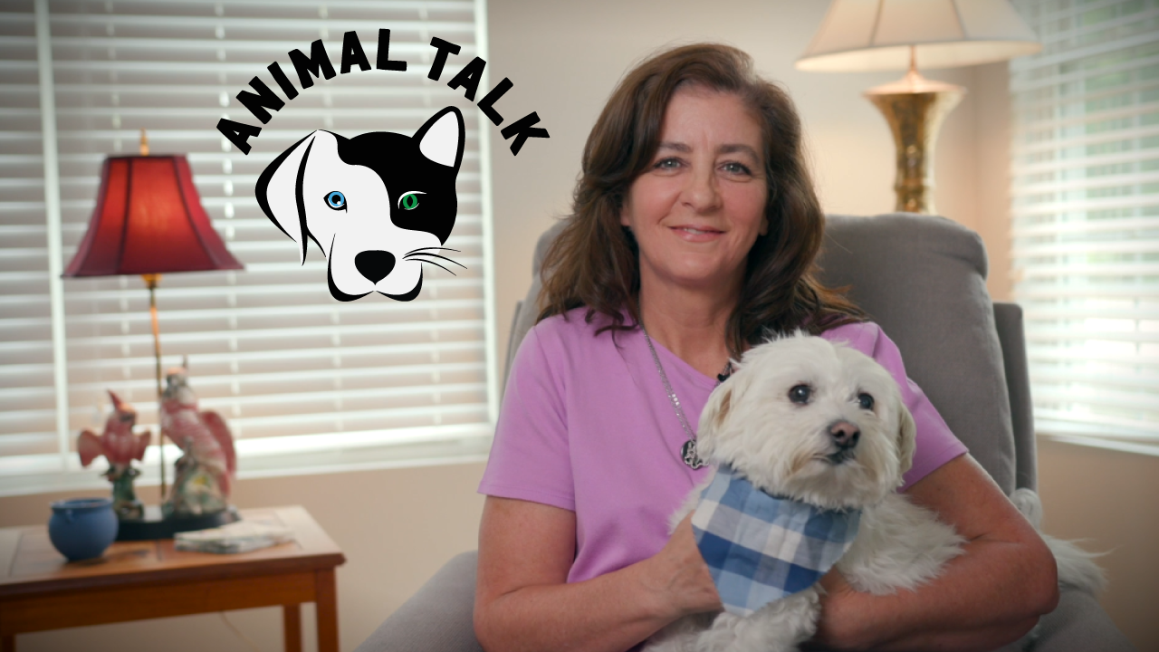 Animal Talk logo