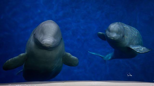 Little Grey and Little White, beluga whales.