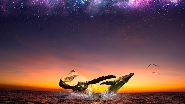Humpback whales breaching.