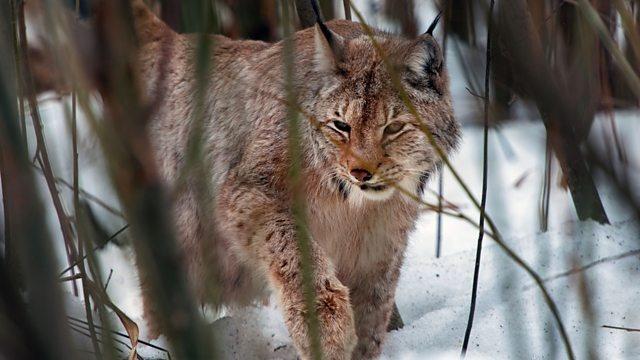 Lynx walking in the snow.