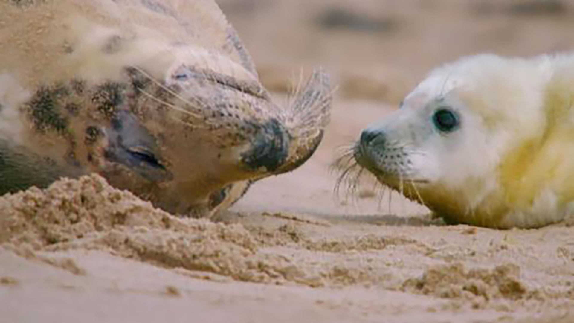 Mother and baby seal