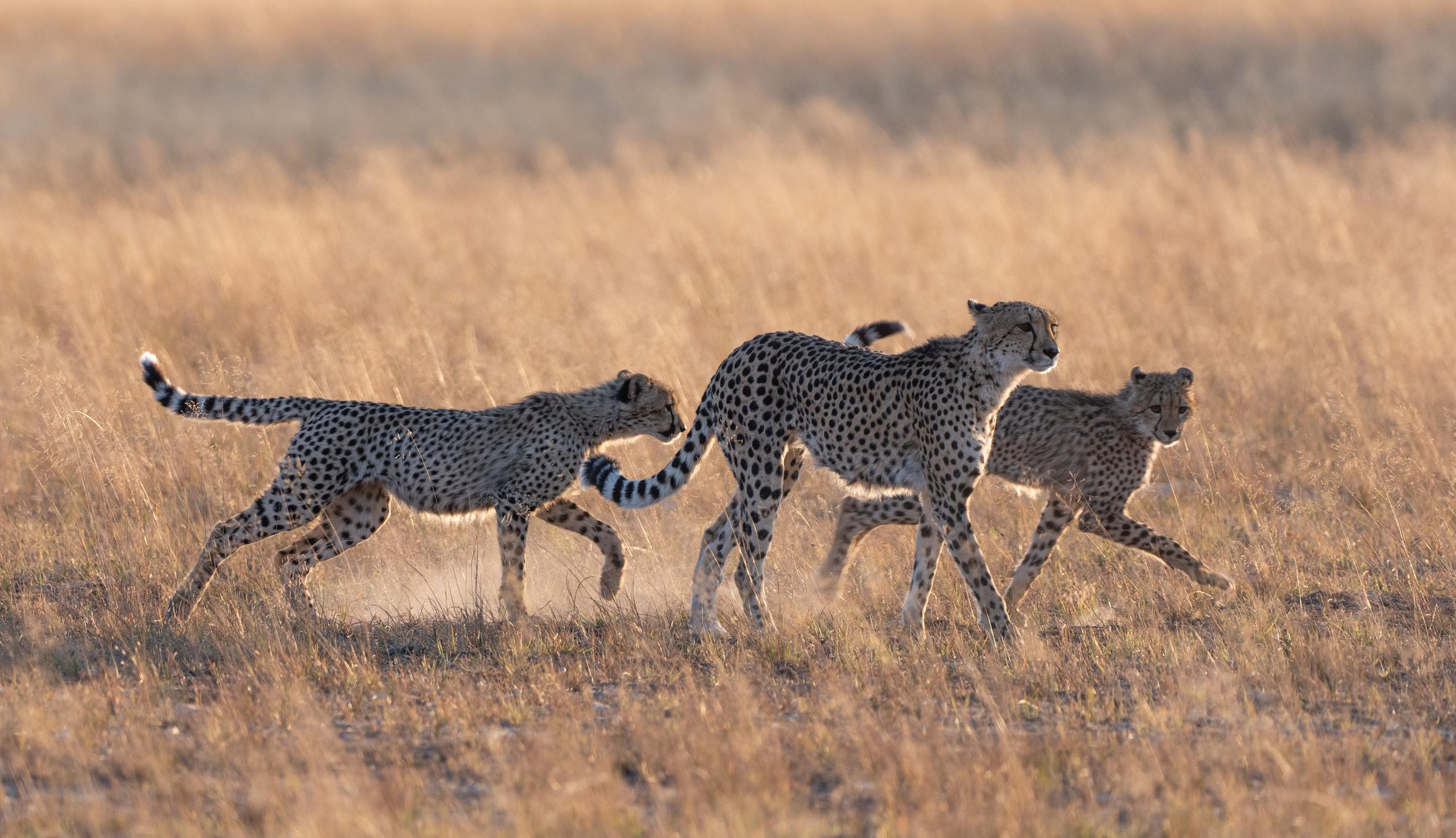 BIG CATS 24_7 SEASON 2 Cheetah cubs