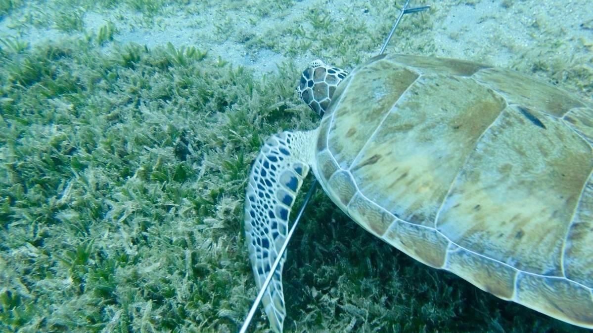  Green Sea Turtle