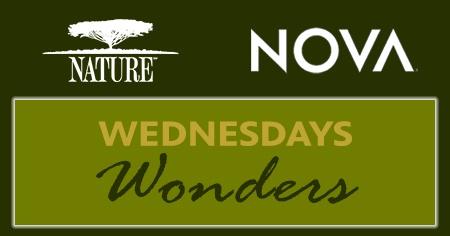 Wednesdays Wonders | Nature | NOVA